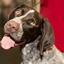 German Shorthaired Pointers from Claddagh Kennels