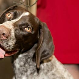 German Shorthaired Pointers from Claddagh Kennels
