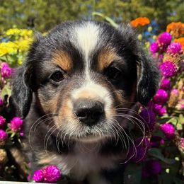 Girl 2 - Black tri female Miniature Australian Shepherd puppy in Potosi, Missouri from Red Hawk Ranch
