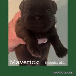 Maverick - Liver male Shih Tzu puppy in Beatrice, Nebraska from I Shih Tzu Not Puppies