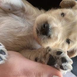Goldendoodle Puppies from Dood Ranch Doodles