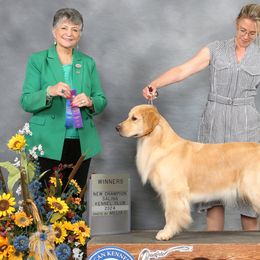 Golden Retrievers from Tallgrass Golden Retrievers