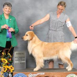 Golden Retrievers from Tallgrass Golden Retrievers