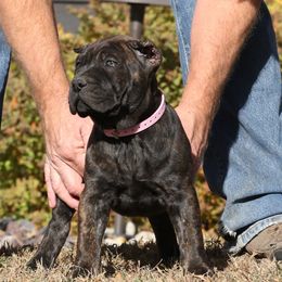 Light Pink Collar - Tiger female Perro de Presa Canario puppy in Pocahontas, Illinois from Cabeza Grande Kennel