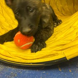 Rogue - Black brindle female Dutch Shepherd puppy in Sierra Vista, Arizona from KnightWatch K-9