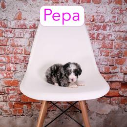 Pepa - female Aussiedoodle puppy in Calhoun, Georgia from Happy Top Doodles