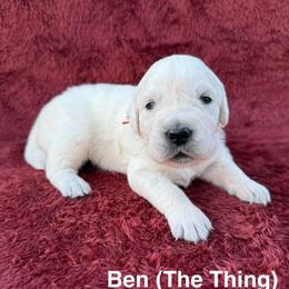 Ben - Light golden male Golden Retriever puppy in Conroe, Texas from Tails of Cypress