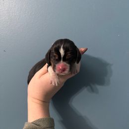 Harry - Black white and brown male Basset Hound puppy in Leroy, Michigan from Iron Sentry Farms