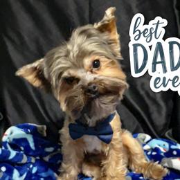 Moose - Yorkshire Terrier