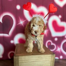 Woody - Red male Bernedoodle puppy in Winter Garden, Pennsylvania from Bernedoodle Bunch