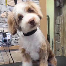 Cash - Chocolate merle male Bernedoodle puppy in Horseshoe Bend, Idaho from Over the Moon Poodles and Doodles