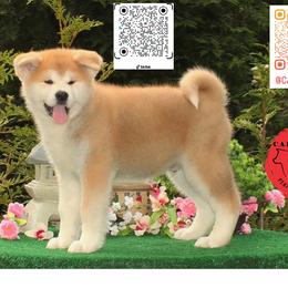 Boy 7 - Red male Japanese Akitainu puppy in Maryland from Capital Akita
