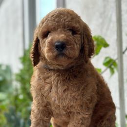 Saturn. Gray collar - Apricot male Goldendoodle puppy in Placentia, California from Zari Benji Doodles