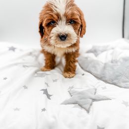 Joy - Red  female Goldendoodle puppy in Belton, South Carolina from Poodley Doodley Doo