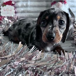 Jack (Butternut) - Dapple male Dachshund puppy in Ocala, Florida from Weenie Boops