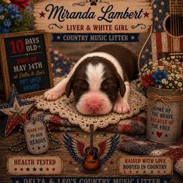 Miranda Lambert - Liver and white female English Springer Spaniel puppy in Cookeville, Tennessee from Krossroads Kennel