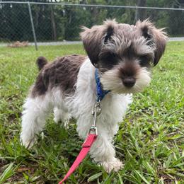 Buddy - Parti male Miniature Schnauzer puppy in Anthony, Florida from Amanda Tragash