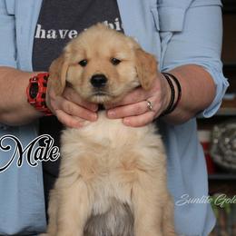 Black collar Boy - Golden male Golden Retriever puppy in Otis Orchards, Washington from Sunlite Golden Retrievers