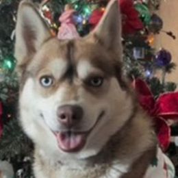 Junebug - Pomsky