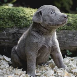 Dilute Retrievers and Labrador Retrievers from Slone's Silver Creek Labradors