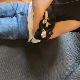 Miniature Australian Shepherd Puppies from Carter's Cuties