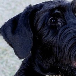 Mudis and Scottish Terriers from Kellie Verrelli's Puppies