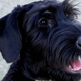 Mudis and Scottish Terriers from Kellie Verrelli's Puppies