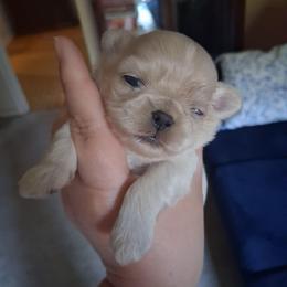 Caspian - White male Shih Tzu puppy in Memphis, Tennessee from Lady and the Tramp