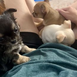 Chihuahua Puppies from Wild Mountain Chihuahuas