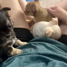 Chihuahua Puppies from Wild Mountain Chihuahuas