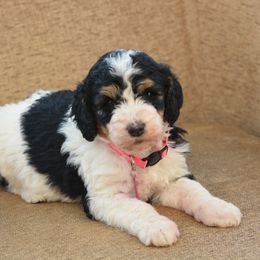 Pink Collar Female - Black and white female Bernedoodle puppy in Scottsboro, Alabama from Dixie Land Doodles