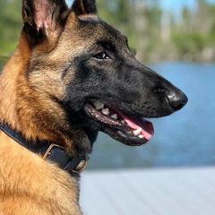 Belgian Malinois from Lynnhaven Kennel