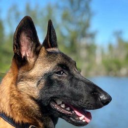 Belgian Malinois from Lynnhaven Kennel