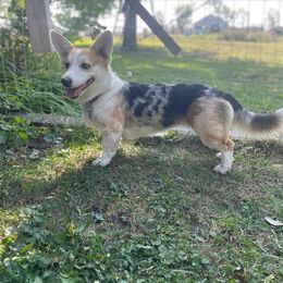 Pixel - American Corgi