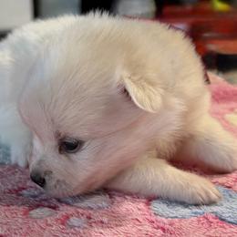 Girl 2 - White female American Eskimo Dog puppy in Brookfield, Missouri from Mauzey Eskies
