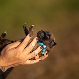 Belgian Malinois Puppies from Ak Hell Hounds