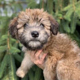 Girl 2 - Soft Coated Wheaten Terrier puppy in Newark, Ohio from Valleydayle Doodles and Wheatens