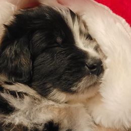 Australian Shepherd Puppies from Summit Australian Shepherds