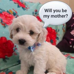 Marshmallow - White male Maltipoo puppy in Sahuarita, Arizona from Cowgirl's Legacy Maltipoos