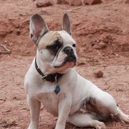Missy - French Bulldog