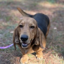 Peach - Black and brown female Basset Hound puppy in Greenville, North Carolina from The Gorman Farms