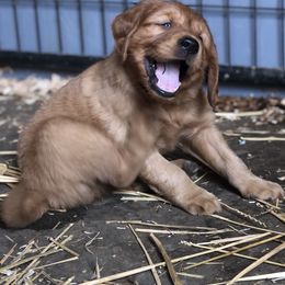 Golden Retriever Puppies from Singing Dog Farm