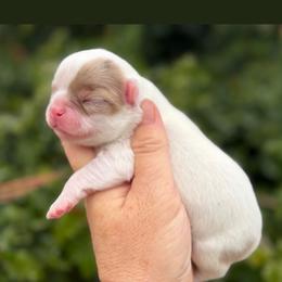 Chihuahua puppies from Exotic City Pomeranians and chihuahuas