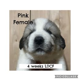 Girl 1 Pink - White and badger female Great Pyrenees puppy in Gibsonia, Pennsylvania from Little Deer Creek Farm AKC Great Pyrenees