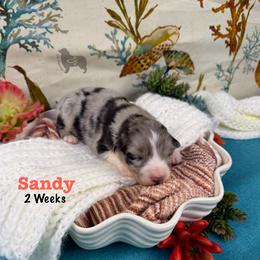 Sandy - Blue merle female Australian Shepherd puppy in El Dorado Springs, Missouri from OR Aussies