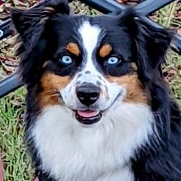 Annie - Australian Shepherd