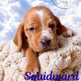 Squidward - Mahogany and white male Basset Hound puppy in Tollesboro, Kentucky from Low and Slow Bassets