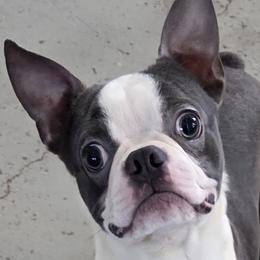 Blue - Boston Terrier