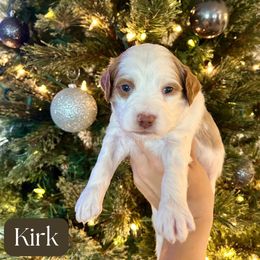 Kirk - Parti male Goldendoodle puppy in Aubrey, Texas from The Parrish Doods