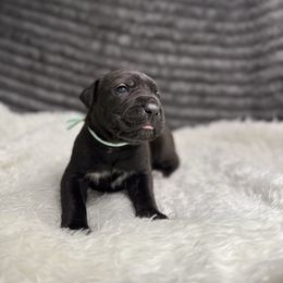 Marigold - Black female Cane Corso puppy in Russellville, Missouri from Soaring Royalty Canines LLC